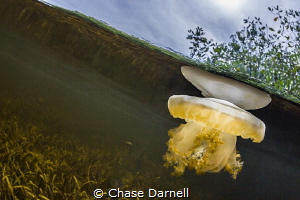 "Floating"
Jelly in the Mangroves. by Chase Darnell 